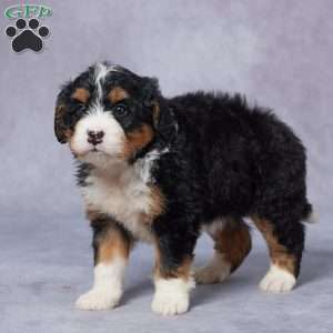 Leah, Mini Bernedoodle Puppy